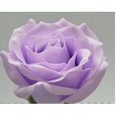 1Pc 6 Layer 7cm Soap Rose Artificial Flower Wedding Home Furnishings High Quality Superior Flower Valentine's Day(582L) - Image 11