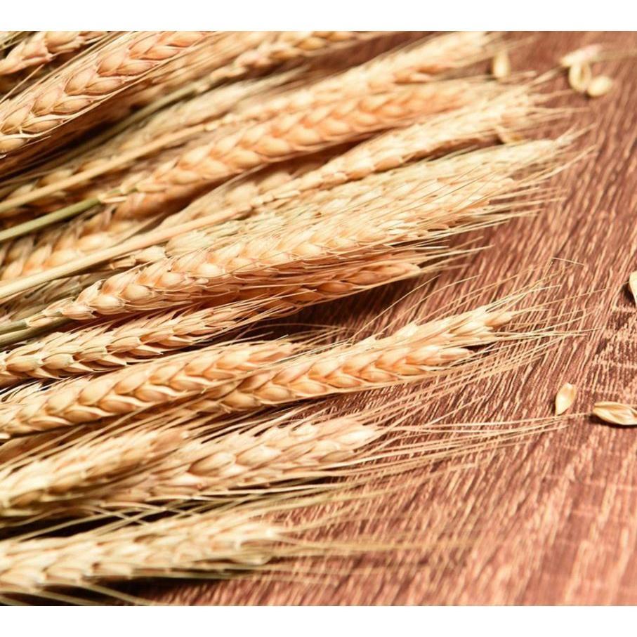 10pcs Artificial Wheat Ears Natural Dried Flowers Grain Bouquet For Wedding Party Decoration (1533L) - Image 5