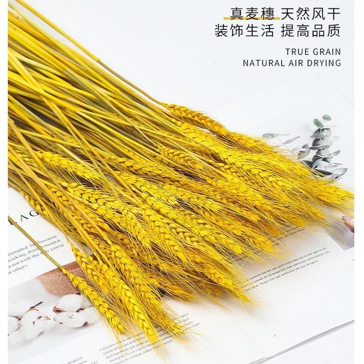 10pcs Artificial Wheat Ears Natural Dried Flowers Grain Bouquet For Wedding Party Decoration (1533L) - Image 2