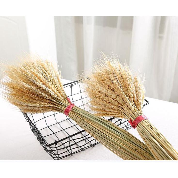 10pcs Artificial Wheat Ears Natural Dried Flowers Grain Bouquet For Wedding Party Decoration (1533L) - Image 3