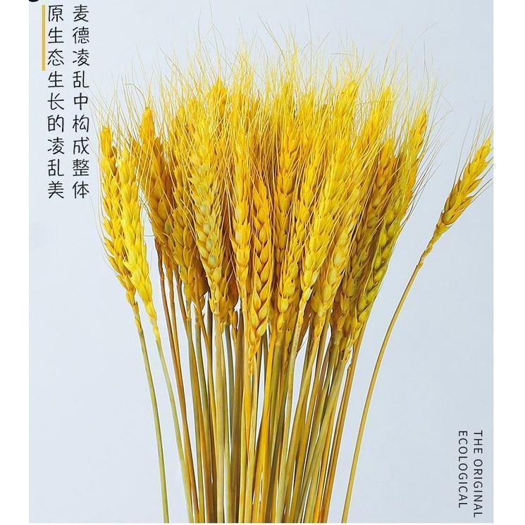 10pcs Artificial Wheat Ears Natural Dried Flowers Grain Bouquet For Wedding Party Decoration (1533L) - Image 4