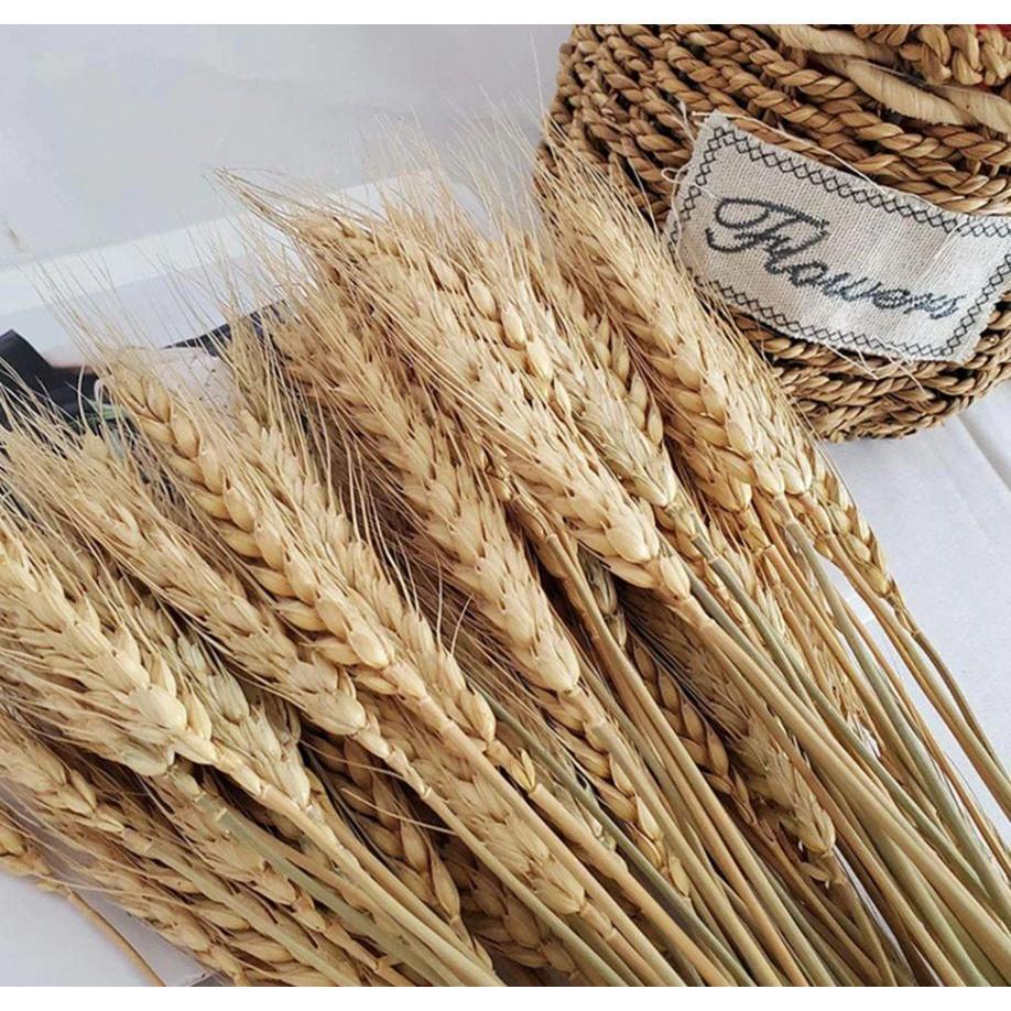 10pcs Artificial Wheat Ears Natural Dried Flowers Grain Bouquet For Wedding Party Decoration (1533L) - Image 6