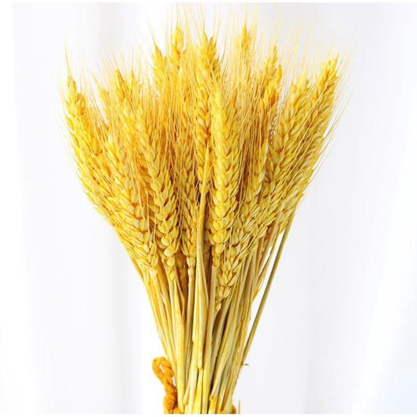 10pcs Artificial Wheat Ears Natural Dried Flowers Grain Bouquet For Wedding Party Decoration (1533L) - Image 11