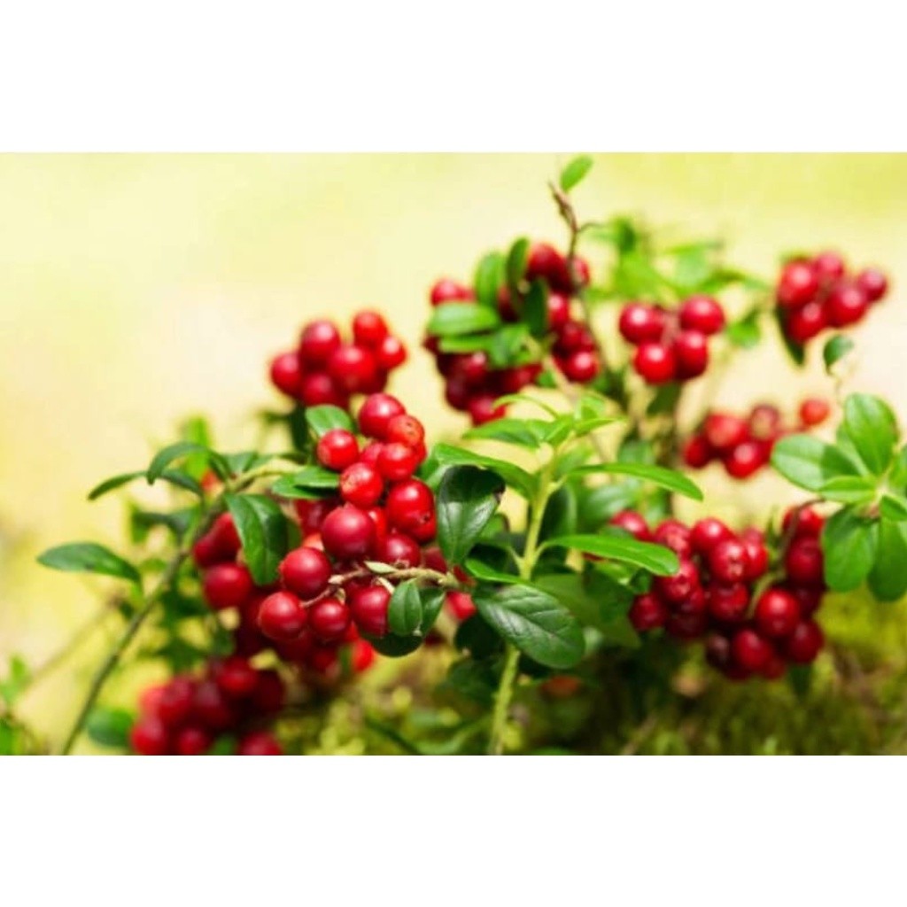 NATURAL Organic Dried Cranberries 天然曼越莓干(2458L) - Image 9