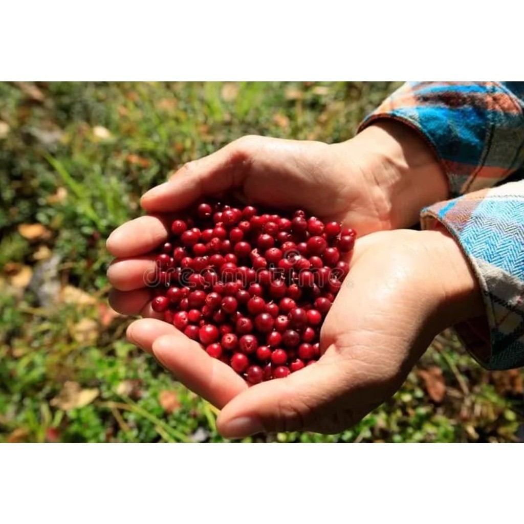 NATURAL Organic Dried Cranberries 天然曼越莓干(2458L) - Image 10