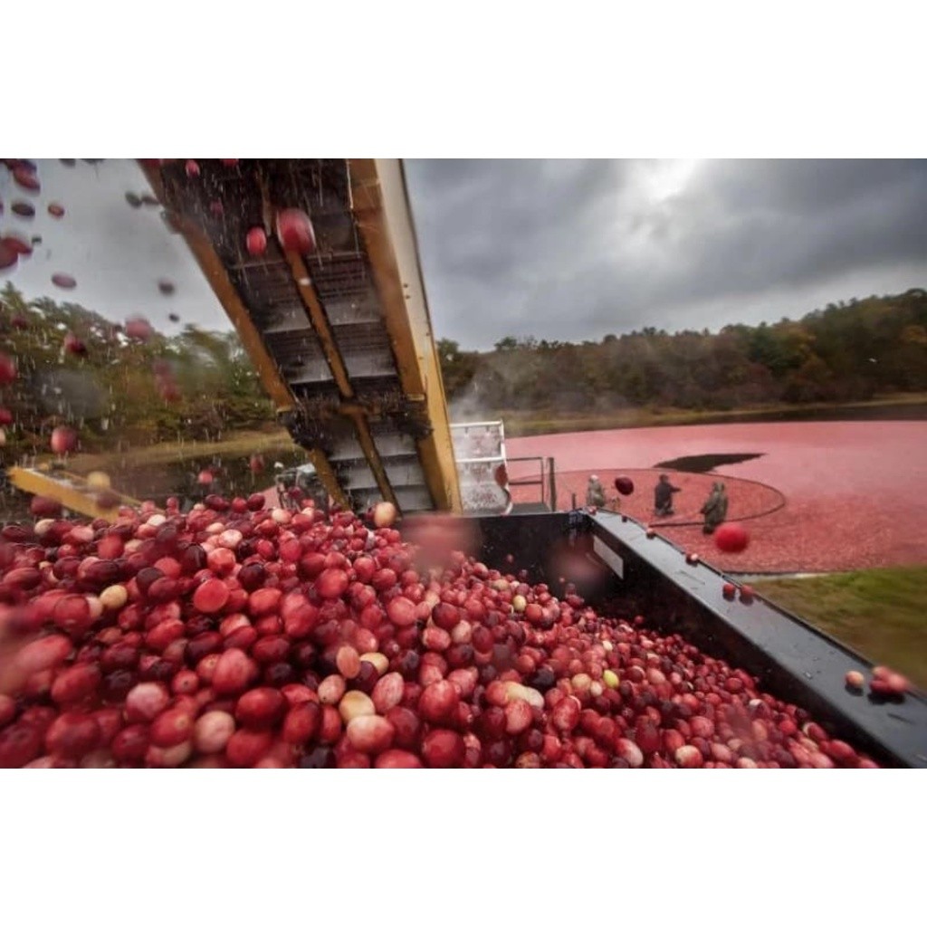 NATURAL Organic Dried Cranberries 天然曼越莓干(2458L) - Image 5